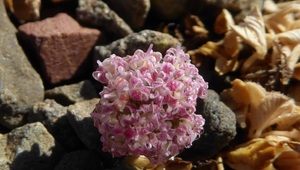 CONSERVATION OF THE UNIQUE POPULATION OF HORSTRISSEA DOLINICOLA IN CRETE